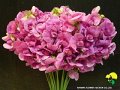 Lathyrus latifolius Red(Stem Cut)